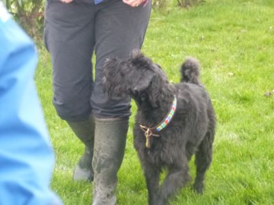 Marche au pied avec un Schnauzer