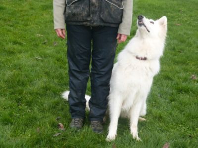 Position de base avec un Berger Blanc-Suisse